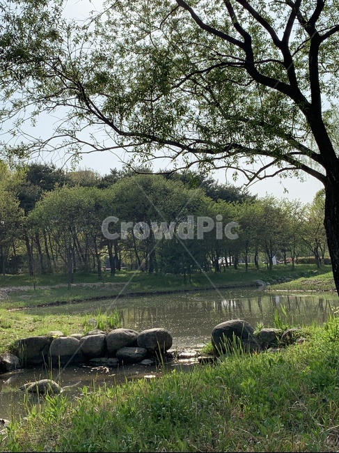수목원,일몰시간,산책길,순천만정원,피크닉,돌담길,잔디밭,푸른나무,꽃,하늘,tree
