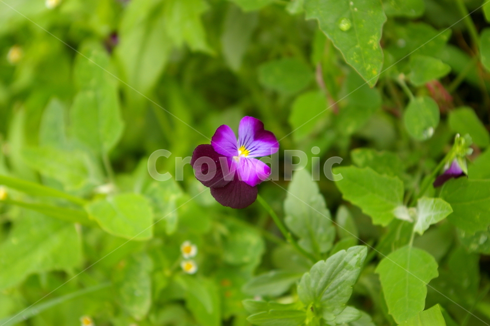식물,꽃,blossom,flower,plant,초록,잎,잎사귀,geranium,제라늄