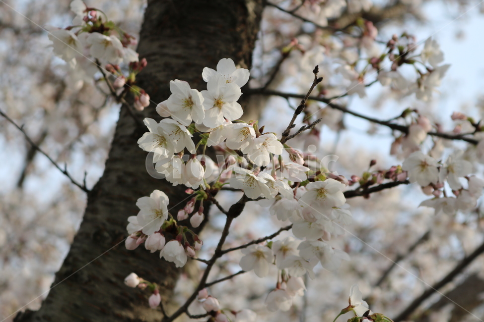 plant,식물,blossom,꽃,flower,벚꽃
