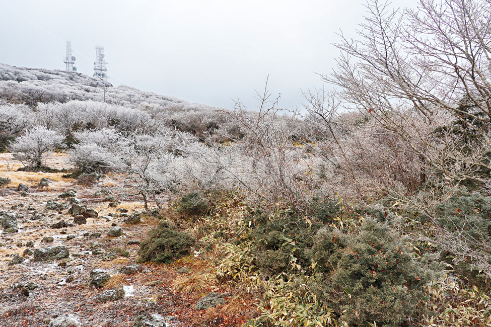 제주도,한라산,1100고지,한라산1100고지,설경,눈꽃,눈,겨울,snow,옥외,자연