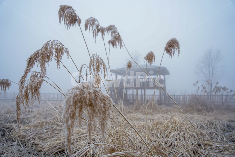 안개,공원,풍경,시설물,정자,겨울,계절,감성,겨울,계절,winter,season,자연,풍경,nature,landscape,grass,잔디,plant,식물,lawn,reed,갈대