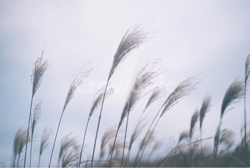 제주도,갈대,오름,하늘,바람,회색,자연,버들,자연,풍경,nature,landscape,grass,잔디,plant,식물,lawn,reed,animal,동물,bird,새