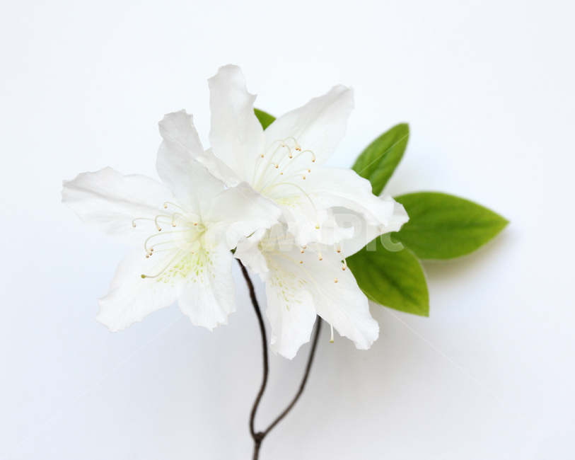 azaleas,azaleasflowers,closeup,decoration,detail,flower,fresh,green,leaf,leaves,macro,natural,nature,plant,royalazaleablossom,whiteazaleasflowers,철쭉,철쭉꽃,클로즈업,디테일,꽃,신선한,그린,녹색,잎,나뭇잎,잎사귀,자연,식물,플라워,흰색,화이트,흰배경,진달래,식물,자연,plants,nature,꽃,flower