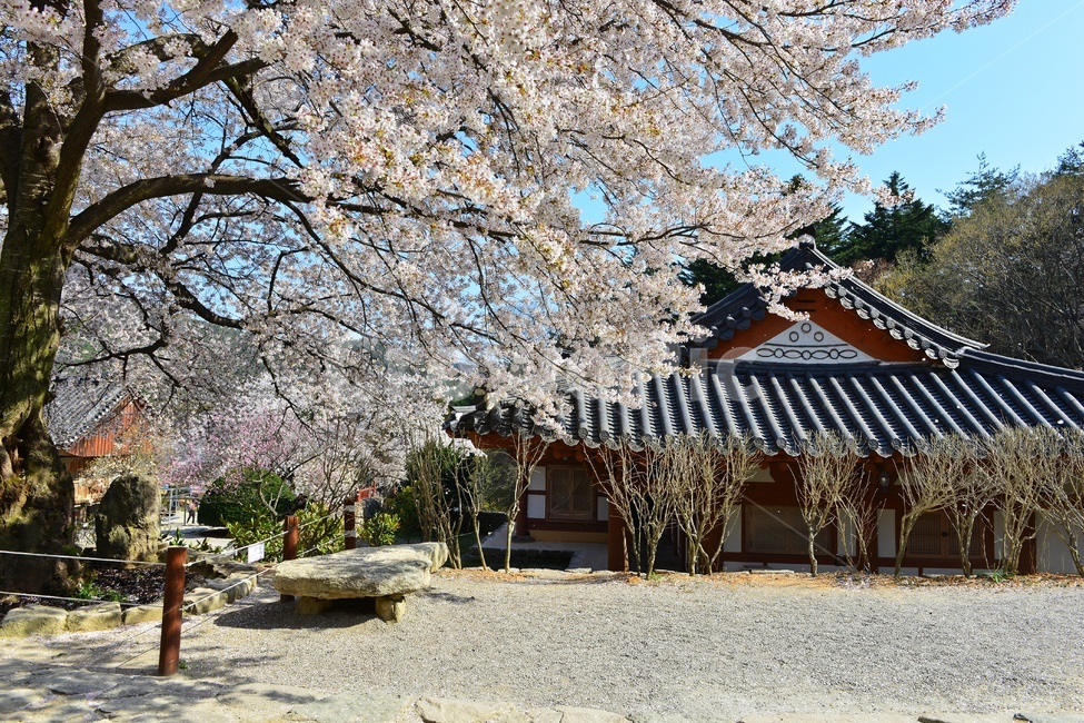 nature,자연,landscape,경치,outdoors,옥외,scenery,풍경,봄,계절,부안,내소사,벚꽃,사찰,불교,절