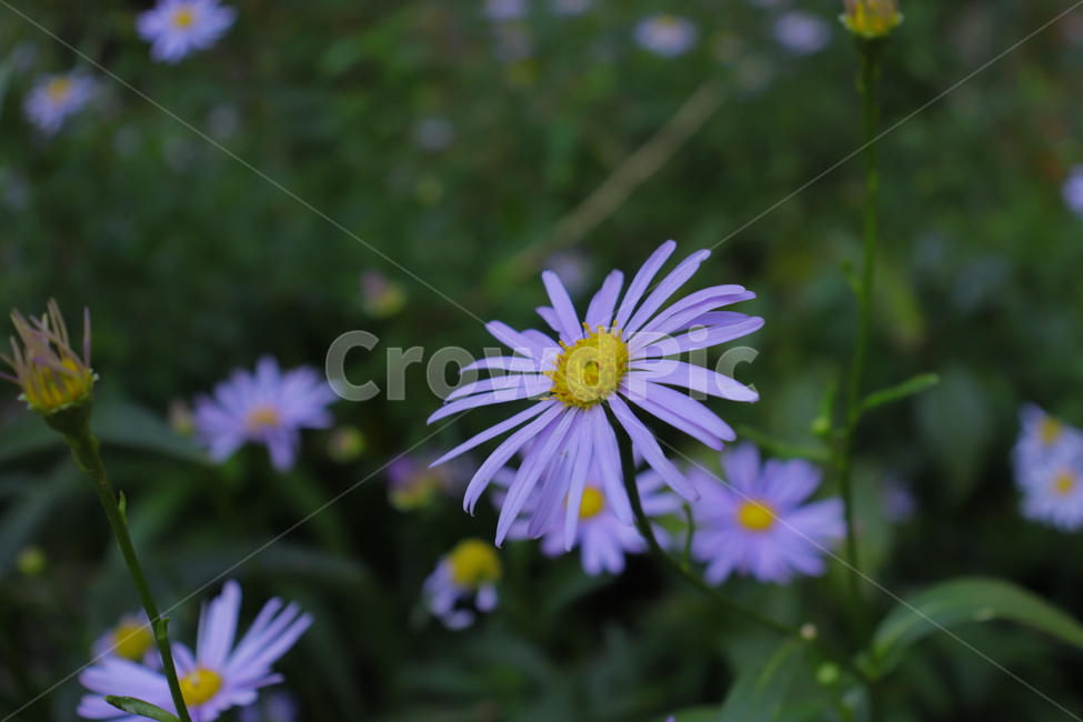 plant,식물,flower,꽃,blossom,daisy,데이지,식물,자연,plants,nature,꽃,flower