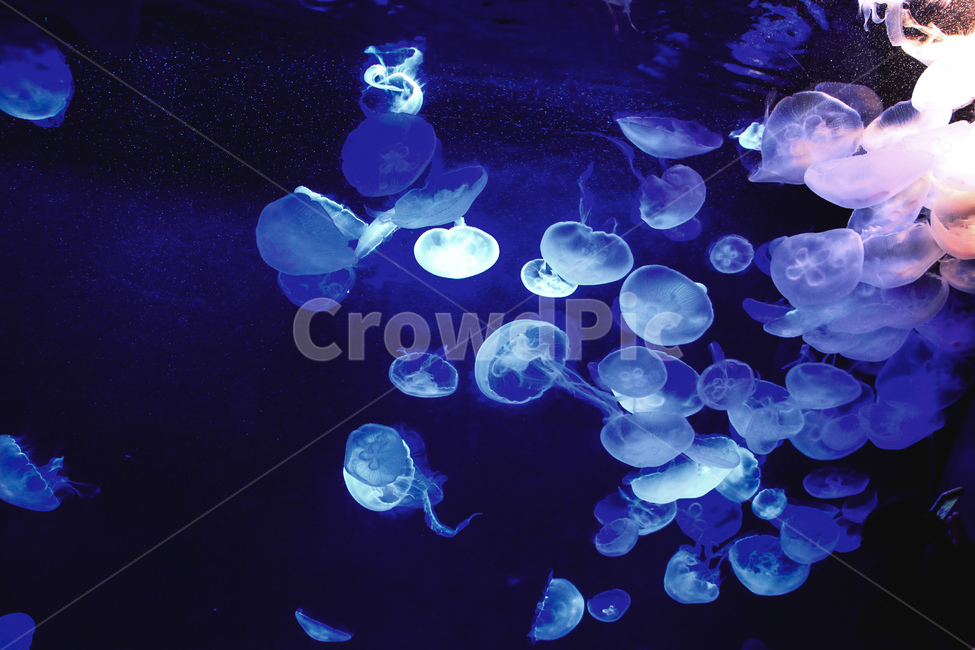 수족관,해파리,아쿠아리움,해양생물,해양식물,바다,바다풍경,jellyfish,sea,동물,animal