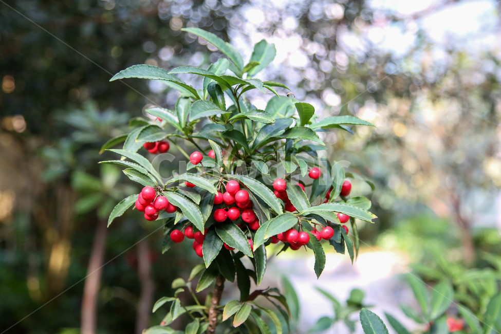 plant,식물,fruit,과일,food,음식
