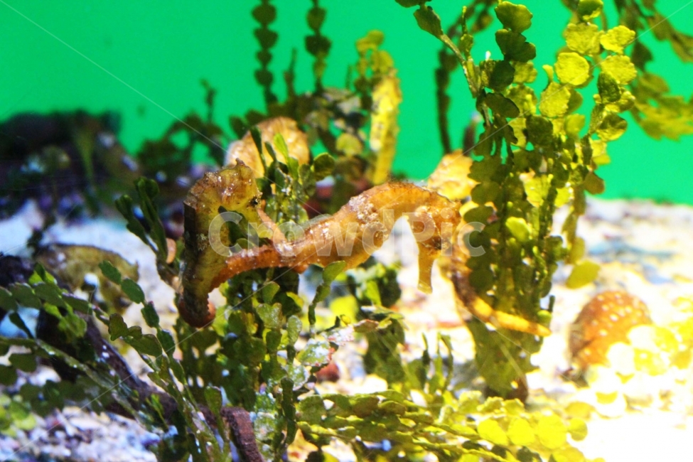 수족관,아쿠아리움,aquarium,물고기,고기,바다,동물,생물,야생,야생동물,해마