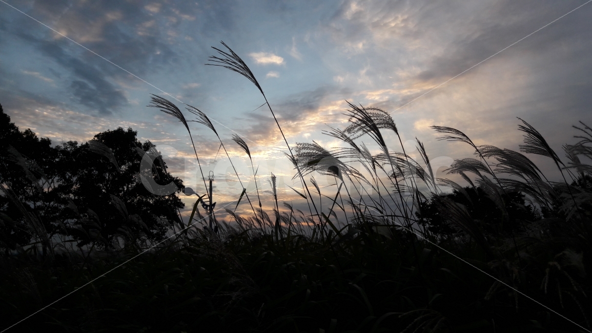 하늘공원,석양,억새풀,하늘,구름,가을,계절,fall,autumn,season,자연,풍경,nature,landscape,한국자연풍경,한국자연경관,korea nature landscape,plant,식물,grass,잔디,lawn,reed,갈대