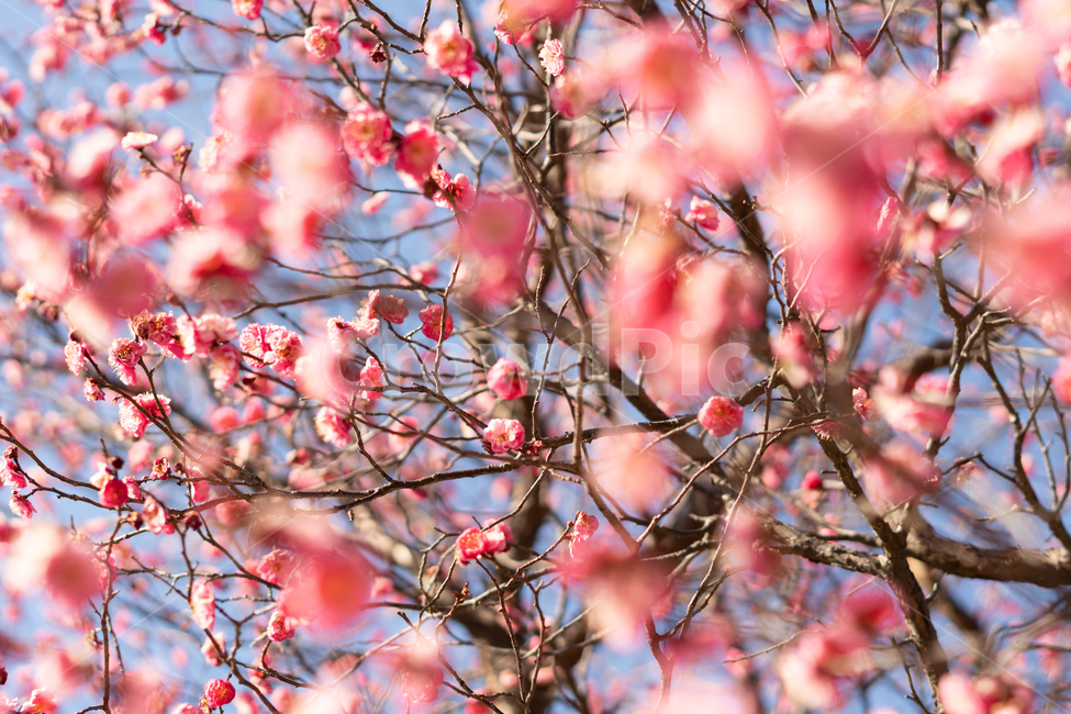 봄,매화,홍매화,나무,꽃,봄꽃,봄,계절,spring,season,식물,자연,plants,nature,꽃,flower,plant
