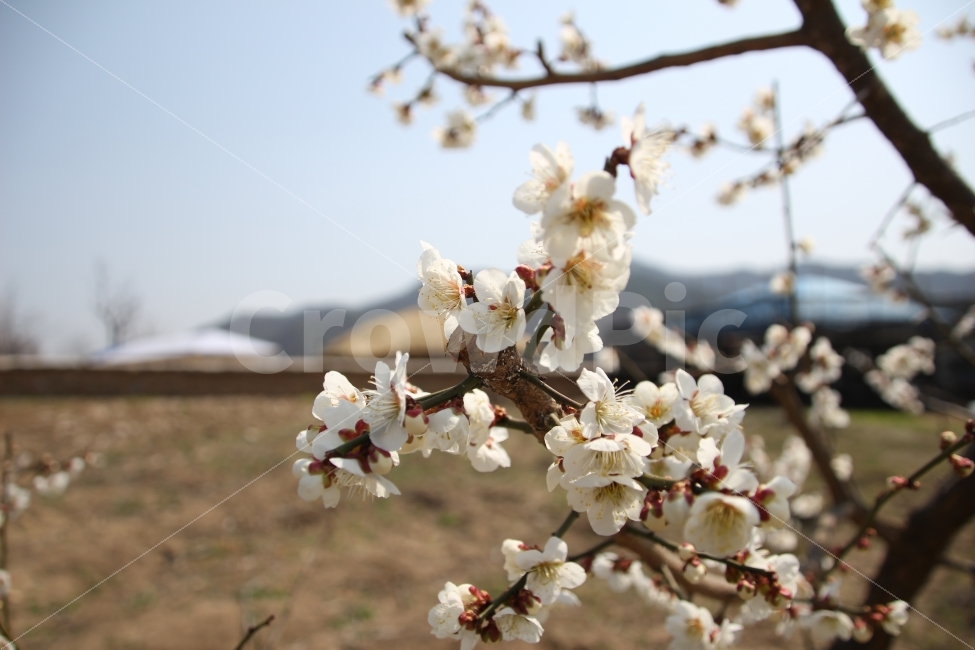 벚꽃,꽃,안동,나무,가을,식물,자연,plants,nature,봄,계절,spring,season,꽃,flower,plant,blossom