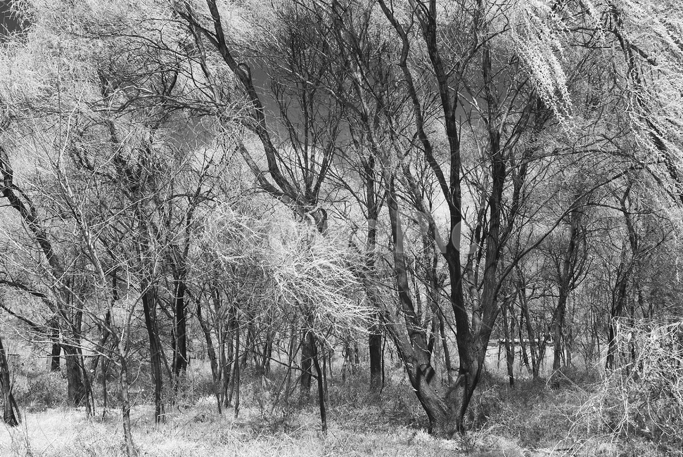 nature,자연,outdoors,옥외,tree,나무,한강고수부지,적외선,적외선카메라,적외선사진,infrared,적외선필터,흑백,흑백사진