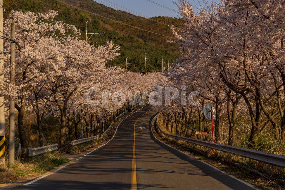 벚꽃,벚꽃길,풍경,봄,계절,하늘,꽃,벚꽃엔딩,봄,계절,spring,season,자연,풍경,nature,landscape,plant,식물,asphalt,아스팔트