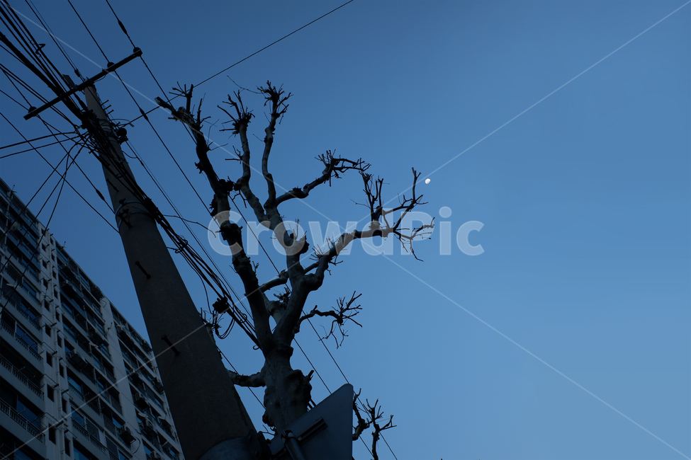 silhouette,실루엣,건물,아파트,나무,전봇대,달,별,하늘,sky,star,전선,전선주,밤,저녁,초저녁,어둠