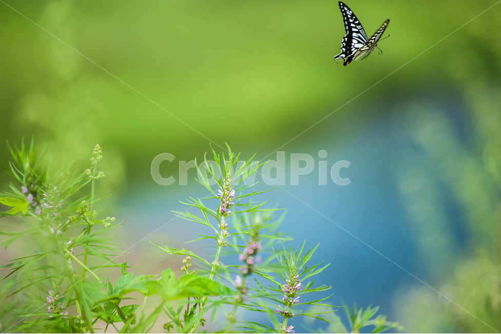호랑나비,나비,비상,들꽃,자연,풍격,식물,자연,plants,nature,동물,animal,곤충,벌레,insect,bug