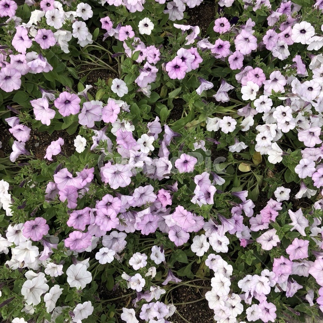 봄,꽃,분홍,하얀색,보라색,자연,pink,white,배경,배경화면,배경사진,감성,색감,색상,감성사진,일상,flower