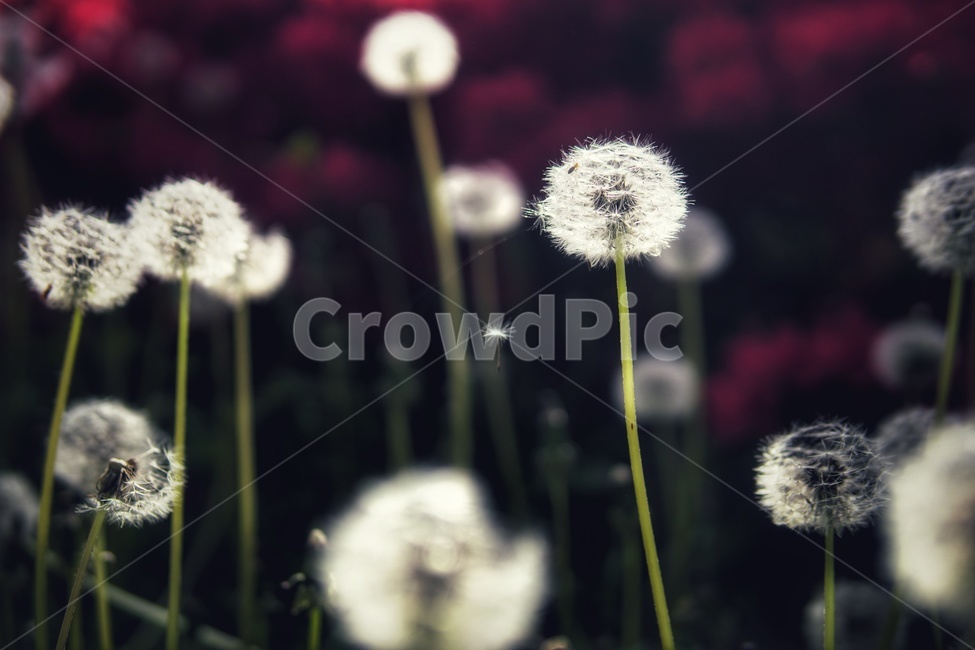 자연,민들레,민들레씨,빨강,red,봄,꽃
