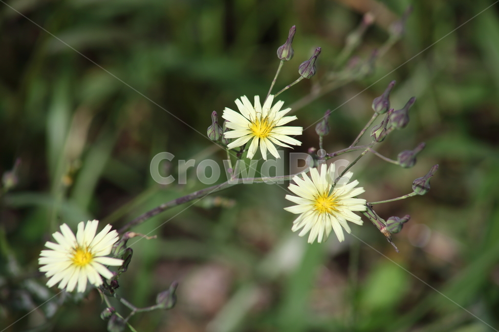 꽃,식물,야생화,왕고들빼기,indianlettuce,고들빼기,식물,자연,plants,nature,꽃,flower