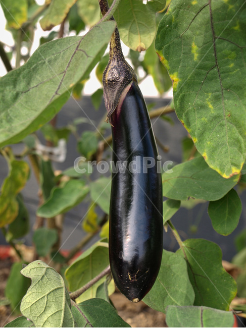 식물,채소,가지,야채,열매,beautiful,closeup,eggplant,farm,food,freshness,garden,gardening,green,leaf,natural,nature,nutrition,organic,outdoor,plant,purple,raw,tree,vegan,vegetable,violet,음식,보라색,농작물,유기농,야외,농사,자연