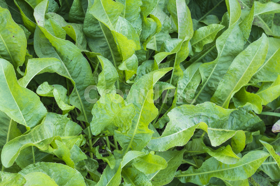 풀,plant,식물,잡초,잡풀,녹색,감성잡초,입동,입동풀,개천가,식물,자연,plants,nature