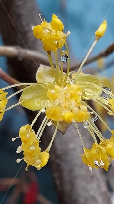 꽃,들꽃,야생화,물방울,꽃술,꽃봉오리,식물,자연,plants,nature,꽃,flower