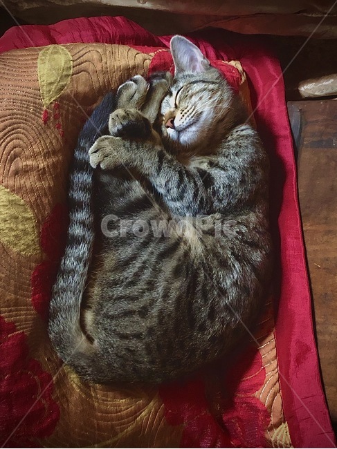 furniture,가구,cat,집고양이,house,반려묘,집사,animal,동물,고양이,동물,animal,포유류,mammal,고양이,cat,kitten,kitty