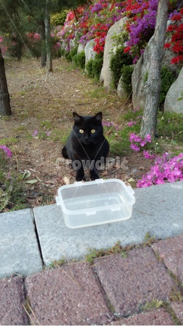 고양이,검은고양이,동물,자연,큐트