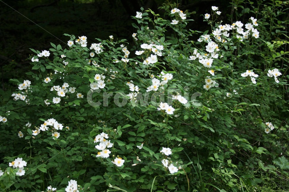 찔레나무,찔레나무꽃,찔레꽃,장미과,낙엽관목,들장미,야생화,식물,자연,식물,자연,plants,nature,꽃,flower
