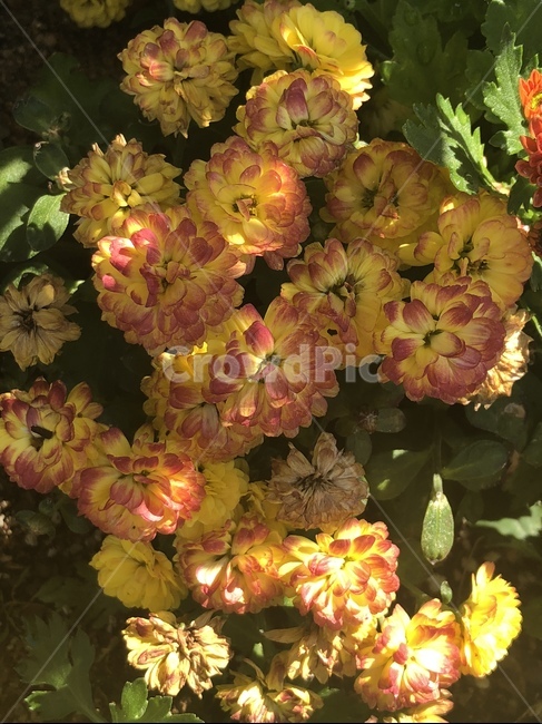 가을,꽃,가을꽃,밀짚꽃,국화,가을국화,가을,계절,fall,autumn,season,식물,자연,plants,nature,꽃,flower,geranium,제라늄,plant,blossom,leaf,잎