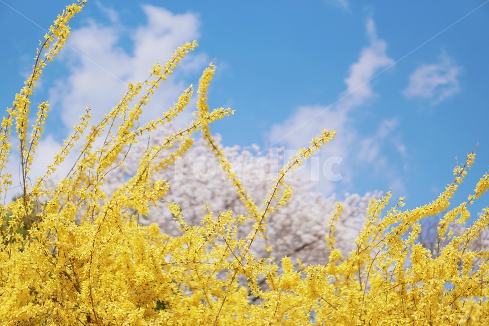sky,blue sky,Cherry Blossom,warmth,cherryblossom,Cozy,flower,spring,spring flowers,forsythia,pastel,Emotion