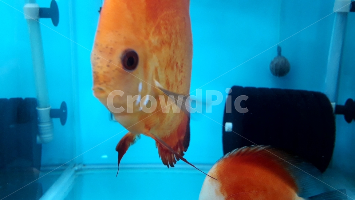 열대어,관상어,물고기,생선,fish,수족관,생물,해양생물,어류,물고기,fish