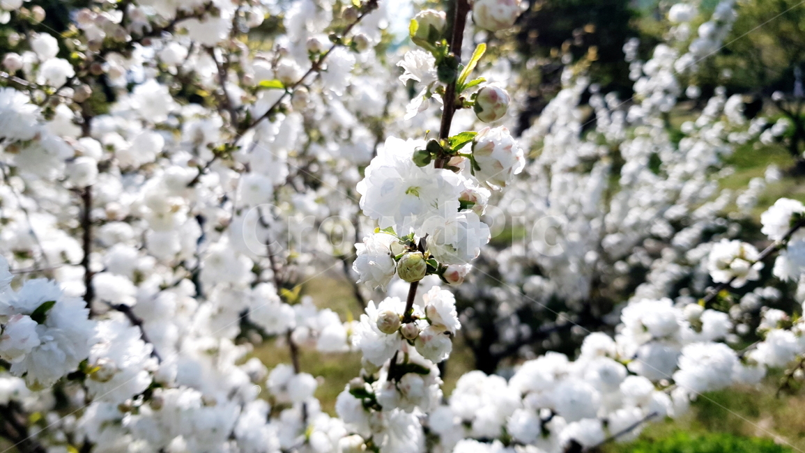 꽃,옥매,옥매화,흰매화,매화,흰꽃,봄,계절,spring,season,식물,자연,plants,nature,꽃,flower,plant