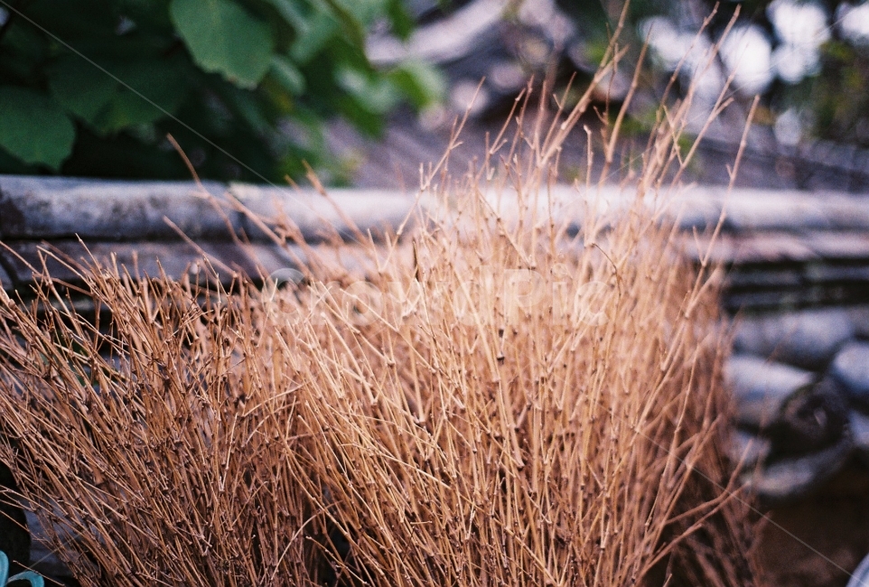 싸리빗자루,한옥,시골,빗자루,필름사진,NIkonEM,가을,계절,fall,autumn,season,식물,자연,plants,nature,감성,sensible,feeling,grass,잔디,plant