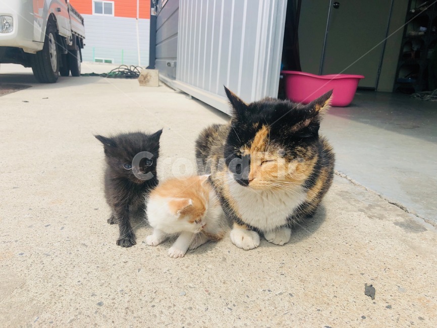 고양이,cat,야옹이,나비,냥이,동물,animal,포유류,mammal,고양이,cat,kitten,kitty