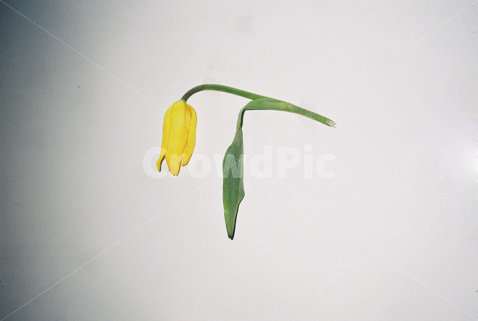 plant,leaf,잎,feelblue,flower,시든꽃,꽃,튤립,한송이,우울,슬픔,yellow,green,vintage,retro,lofi,white,film,filmphoto,filmphotography,필름사진