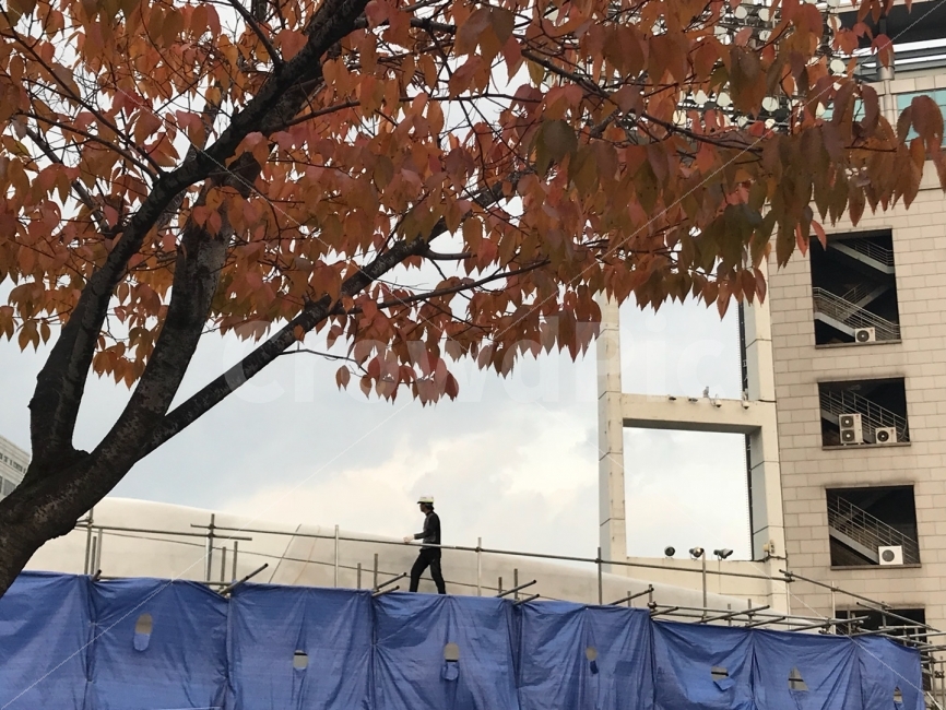 사람,공사,아파트,공사장,안전,위험,가을,계절,fall,autumn,season,식물,자연,plants,nature,나무,trees,wood,사람,인물,인간,human,person,건설업,건축업,construction industry,tree,plant