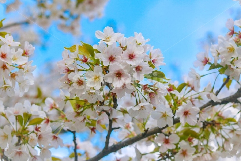 벚꽃,봄,봄나들이,감성,풍경,봄,계절,spring,season,식물,자연,plants,nature,꽃,flower,plant