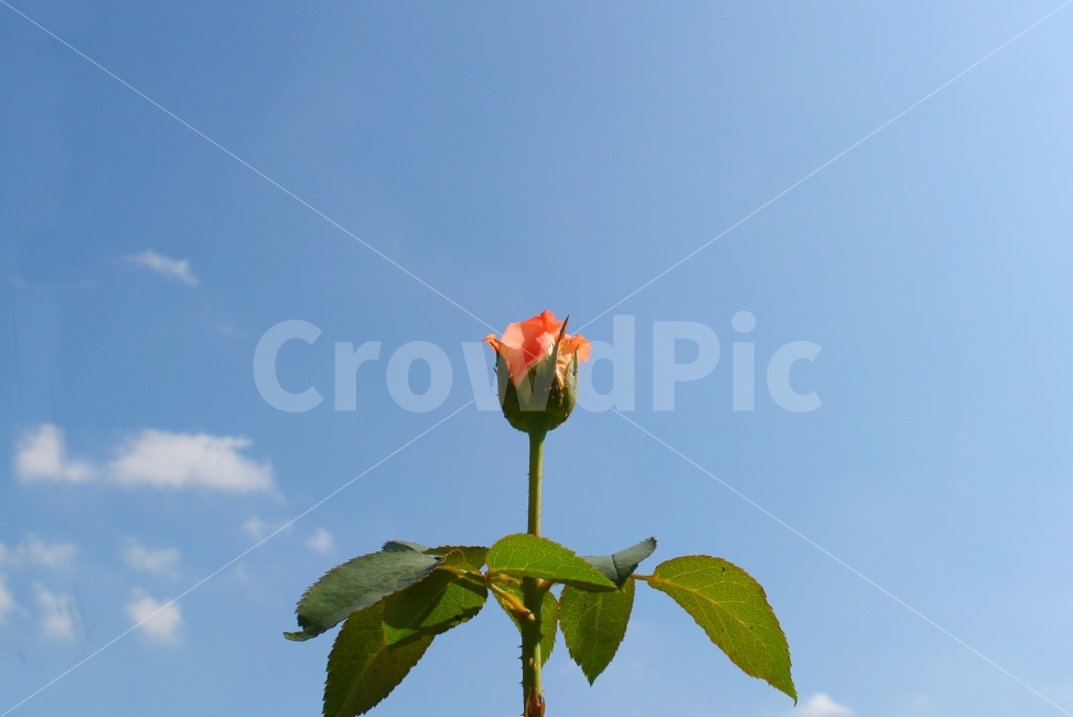 자연,하늘,장미,꽃,감성사진,구름,색감,감성,여름,rose,flower,sky,식물,자연,plants,nature,꽃,flower