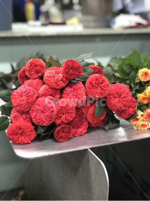 장미,꽃,빨간꽃,빨강,꽃시장,꽃집,꽃,flower