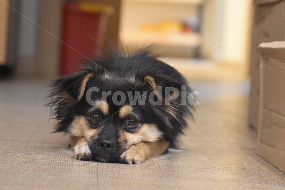 애견,강아지,애완견,행복,귀여움,동물,animal,포유류,mammal,개,강아지,dog,doggy