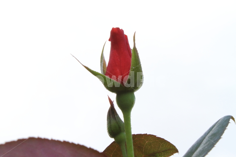장미,꽃,식물,정원수,rose,식물,자연,plants,nature,꽃,flower