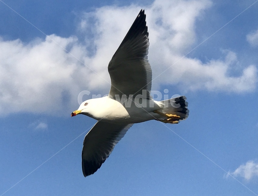 새,하늘,갈매기,구름,자유,바람,동물,animal,조류,새,birds