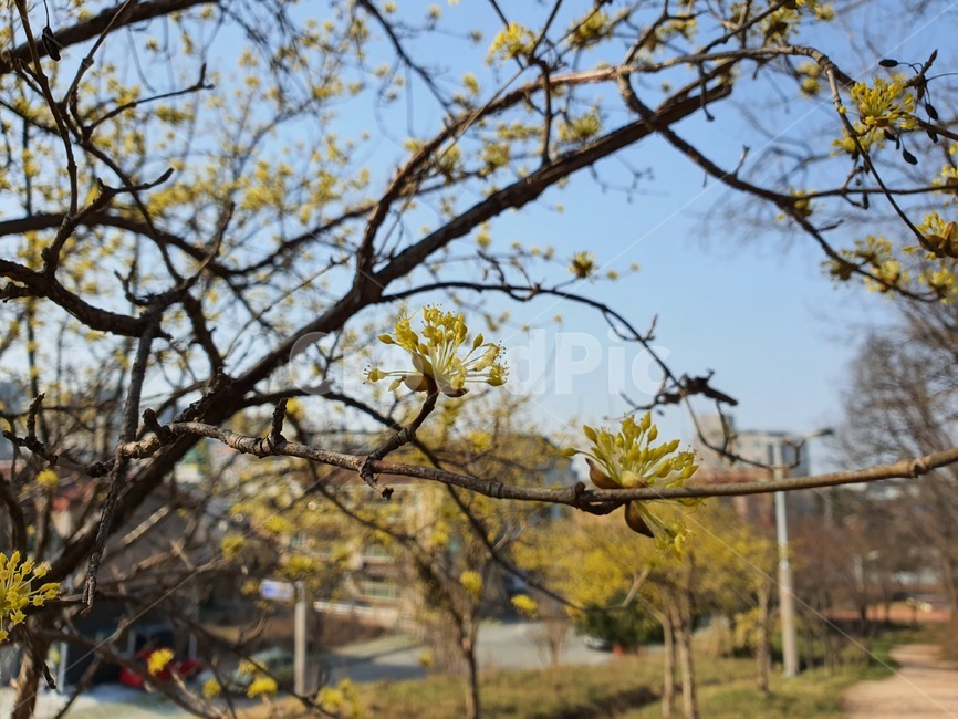 나무,나무줄기,봄,산수유,봄꽃,산수유꽃
