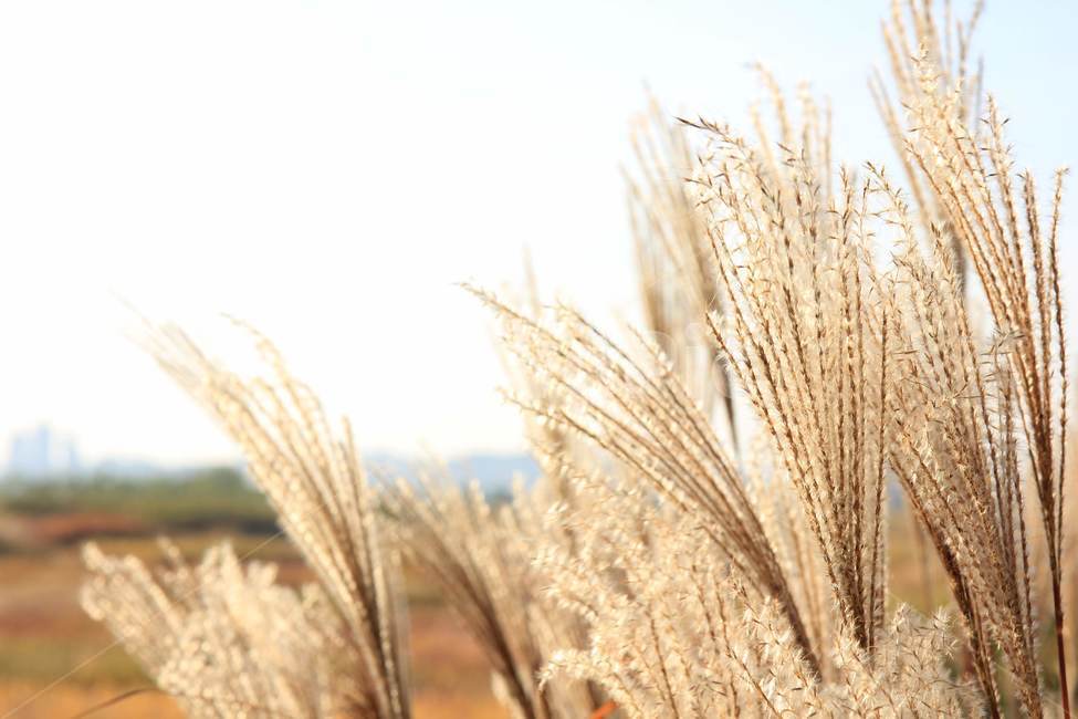 갈대,가을,autumn,reed,nature,자연,식물,계절,풍경,fall,가을,계절,fall,autumn,season,plant,food,음식,vegetable,야채,grain,곡물