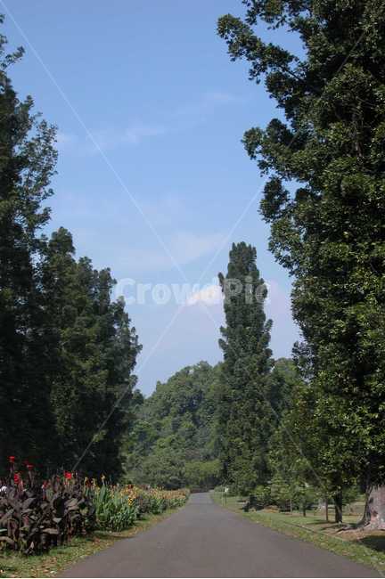 인도네시아,보고르식물원,보고르,나무,큰나무,indonesia,bogor,botanicgarden,botanic,garden,tree,bigtree