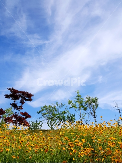 금계국,봄,풍경,노랑,파랑하늘,햇빛,봄,계절,spring,season,자연,풍경,nature,landscape,식물,plants,꽃,flower,outdoors,옥외,field,들,grassland,목초지