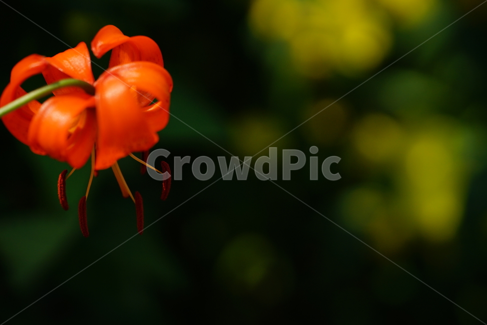 꽃,플라워,색감,컬러,주황색,오렌지빛,식물,접사,flower,생명,나리꽃,감성사진,자연,컬러풀,식물,자연,plants,nature,꽃,flower