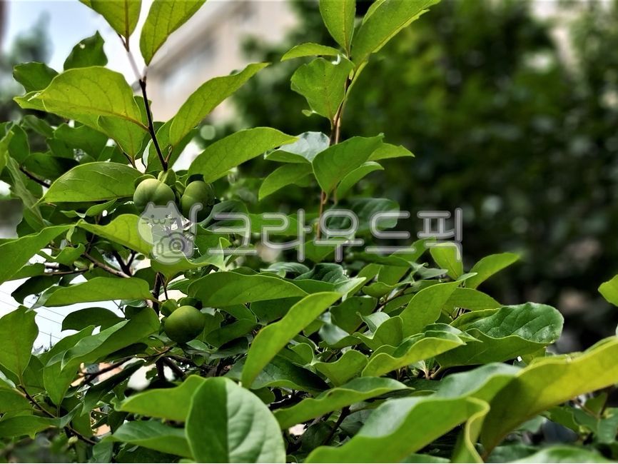 나무,식물,감나무,감나무잎,감,persimmon,persimmontree,wallpaper