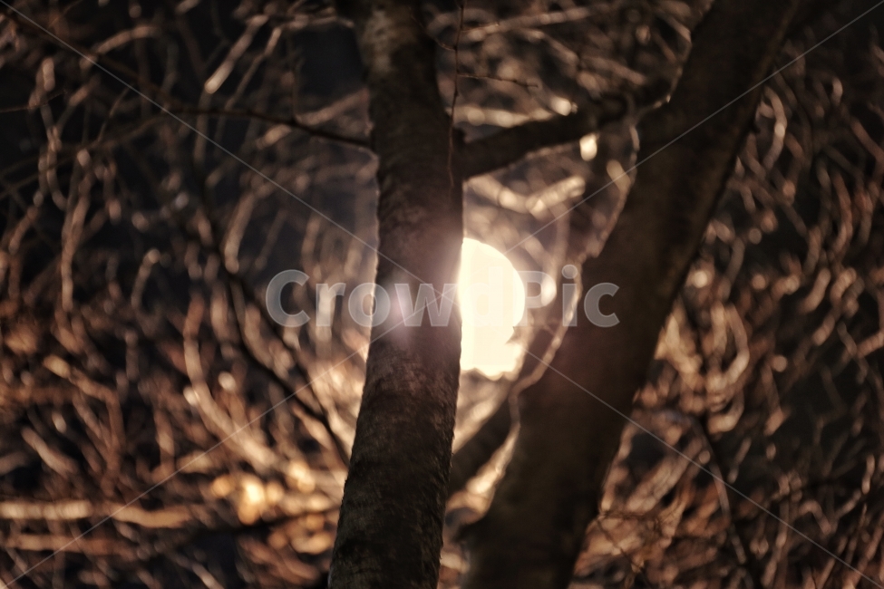 나무,조명,가로등,감성,전봇대,여행,야경,밤,풍경,nightscape,night,landscape,식물,자연,plants,nature,감성,sensible,feeling,light,빛,flare,플레어