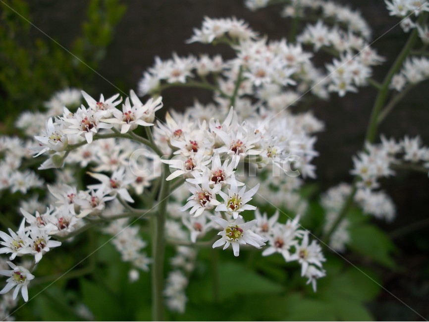 돌단풍,꽃,야생화,자연,식물,식물,자연,plants,nature,꽃,flower